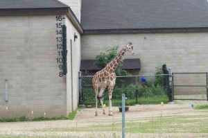 How tall IS a giraffe? 