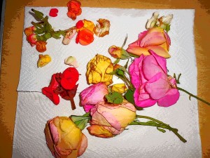 Flowers from Gammie's garden