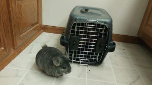 We chinchilla proofed the bathroom for special play time.