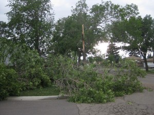 Poor storm abused tree! 