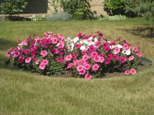 Pink and White Flowerbed 
