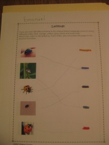 Match the Bug to the Colour! (Ken coloured the words for Emanuel's sheet)