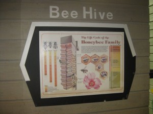 Bee Hive Info
